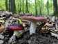 Feketésvörös galambgomba (Russula undulata), Budai-hegység